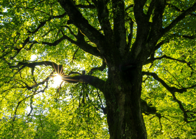 Multiply your AI development speed using Git Worktrees