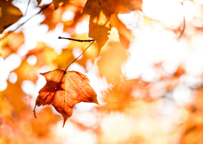 The SensioLabs Fall 2026 Roadmap: Where to Catch Us This Autumn!